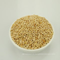 White Broomcorn Millet White Millet Sprays en venta